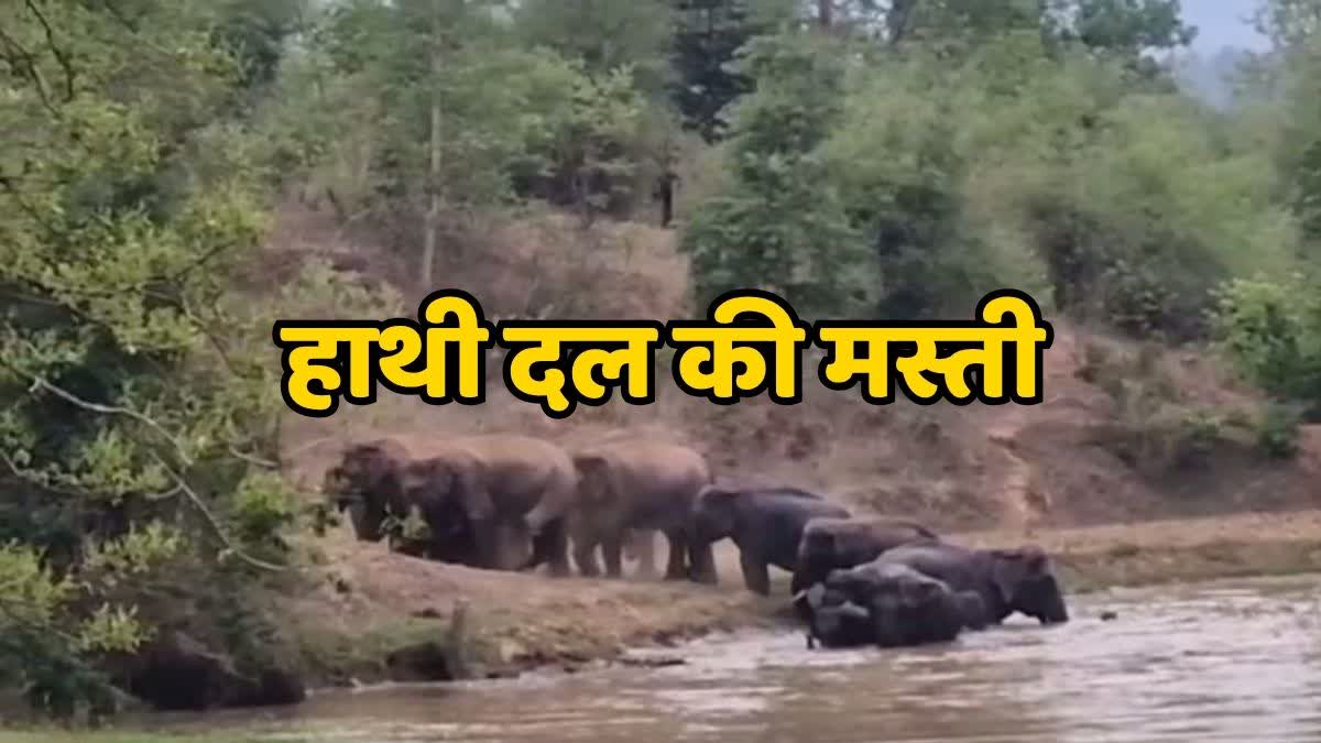herd of elephants seen frolicking