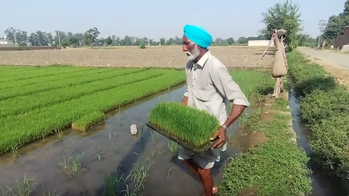 Farmers