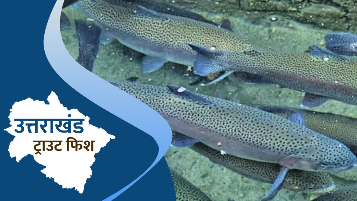 Trout Fish Farming in Uttarakhand