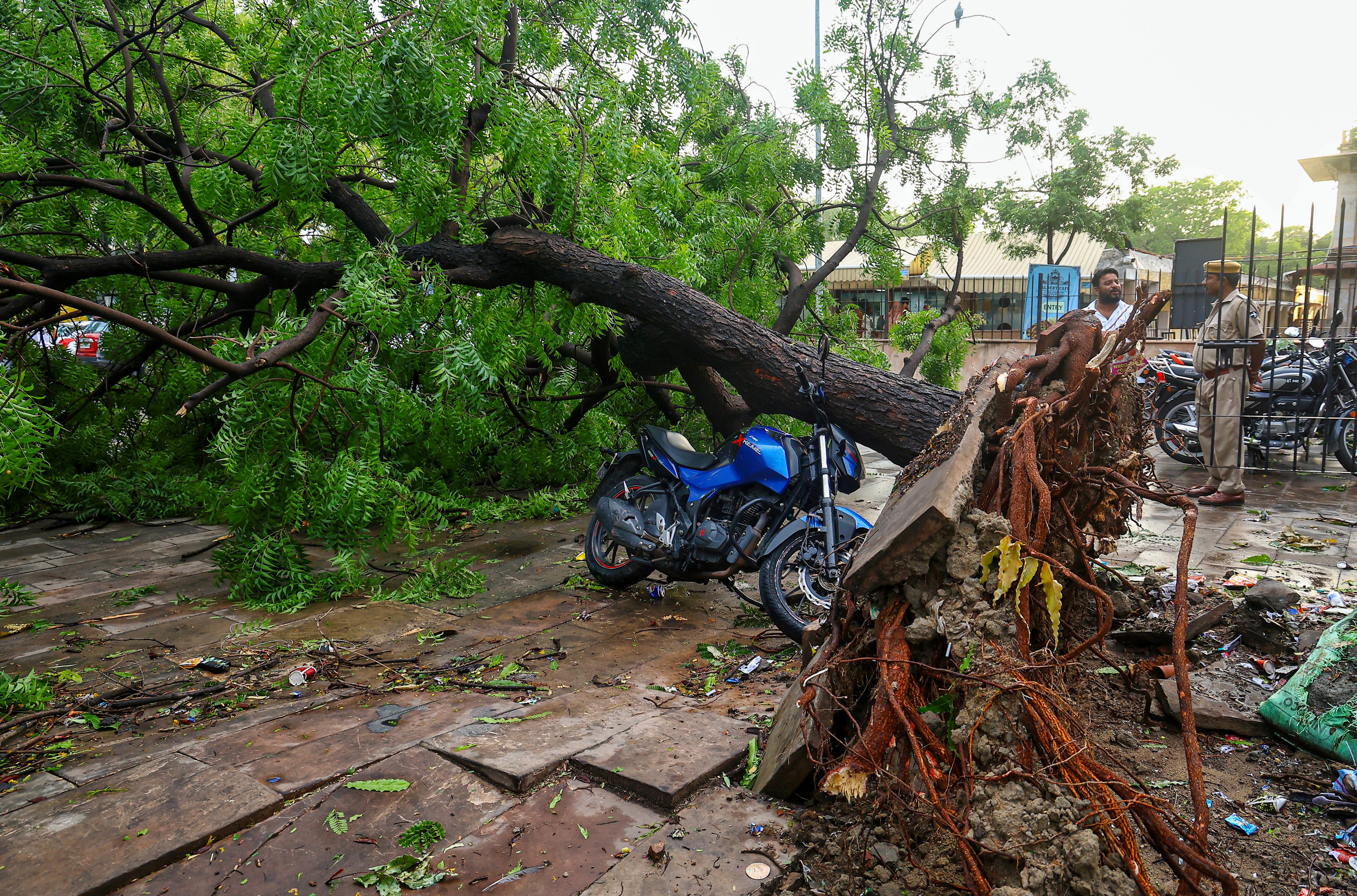 A police official and others stand near an uprooted tree lying on a roadside following strong winds and heavy rainfall, at Albert Hall Museum in Jaipur. The State Disaster Response Force (SDRF) has deployed 70 rescue teams across 35 districts in Rajasthan ahead of the monsoon season to tackle potential flood and rain-related emergencies.