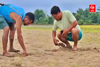 farmers of Jonai distress after flood destroyed Paddy field