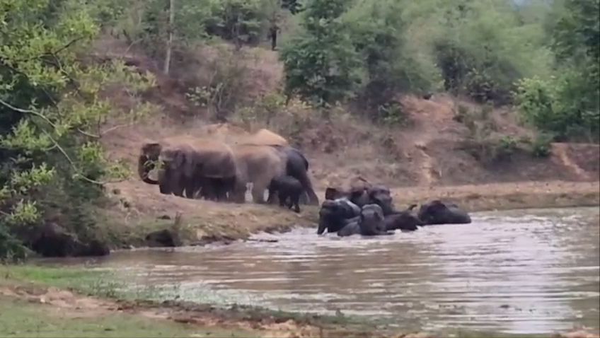 herd of elephants seen frolicking