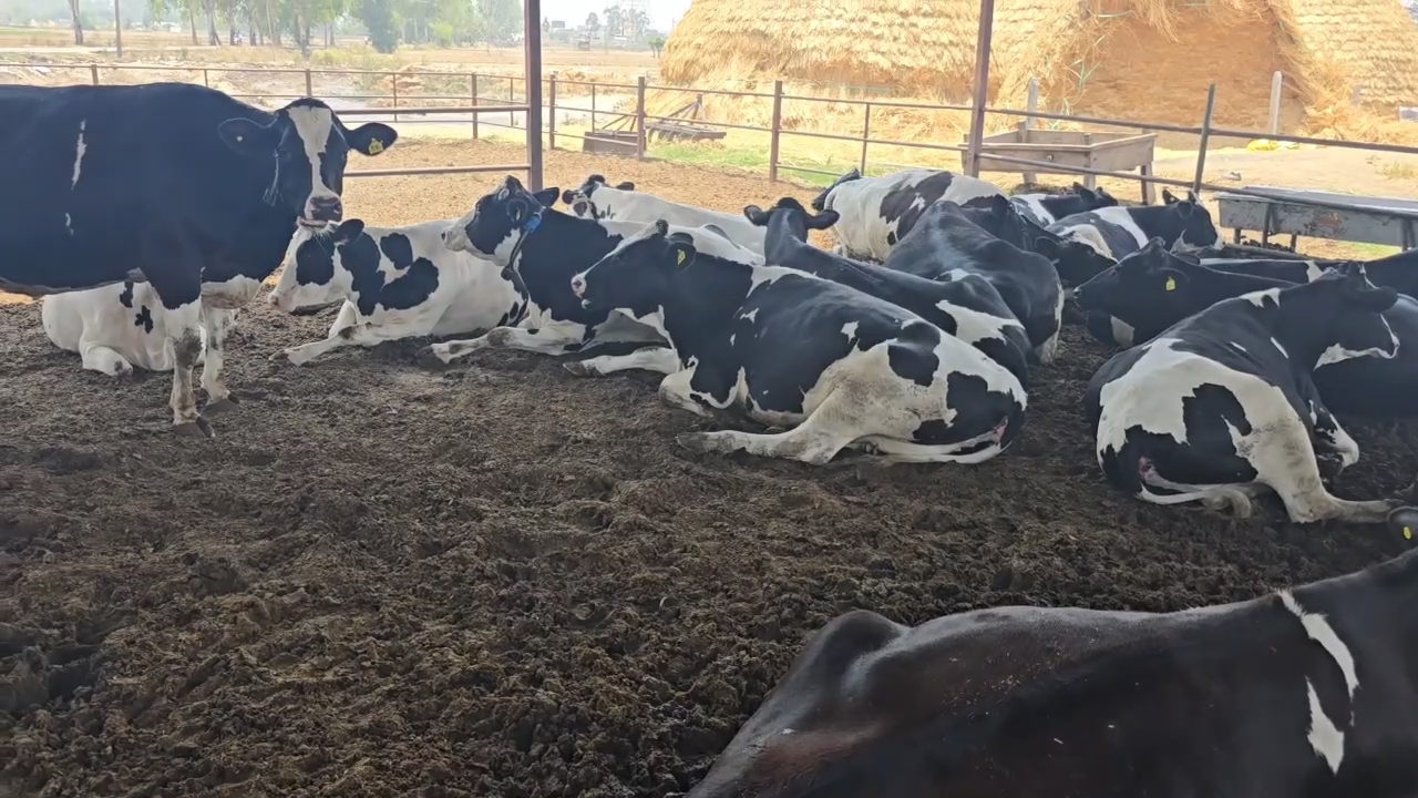 Animals Care during rainy season