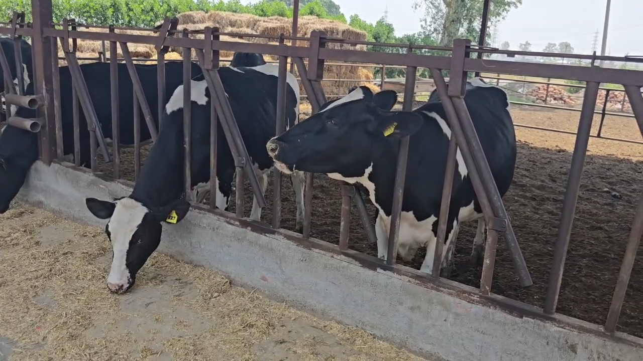 Animals Care during rainy season