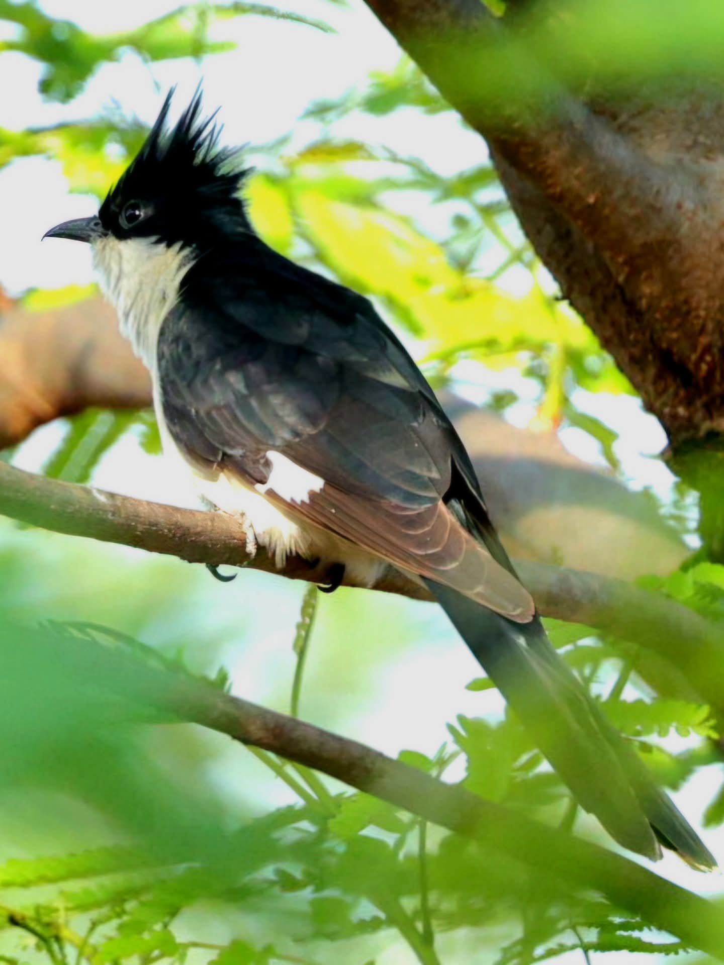 MP JACOBIN CUCKOO BIRD SPOTTED