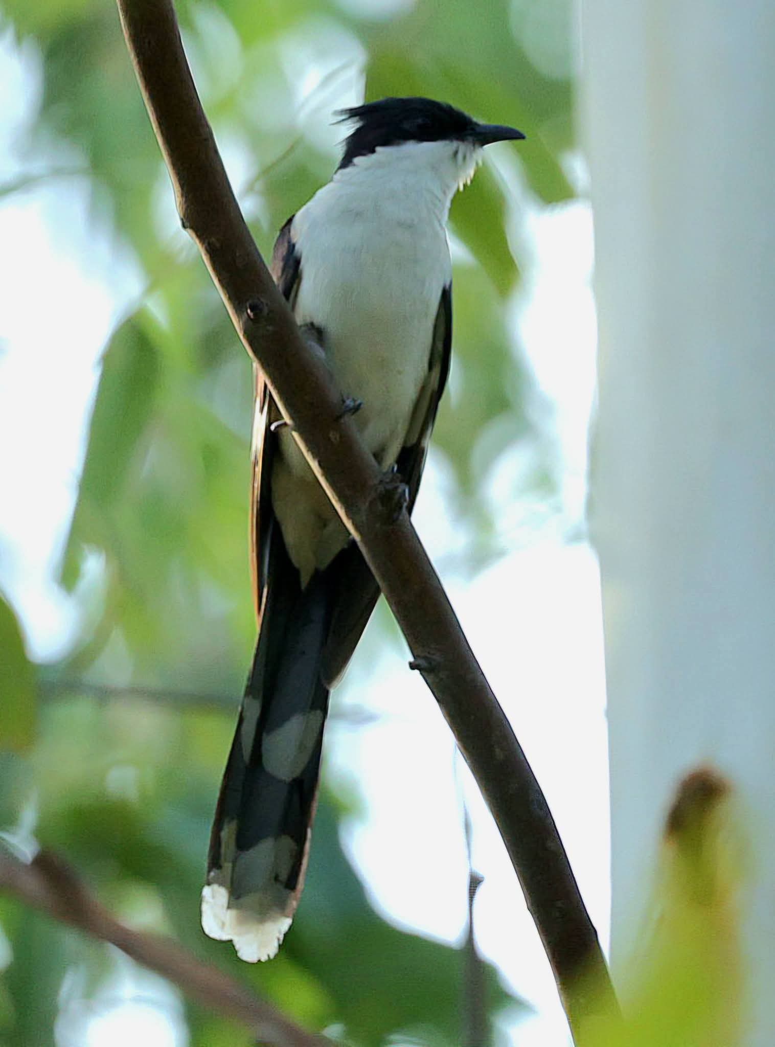 CHHINDWARA JACOBIN CUCKOO BIRD