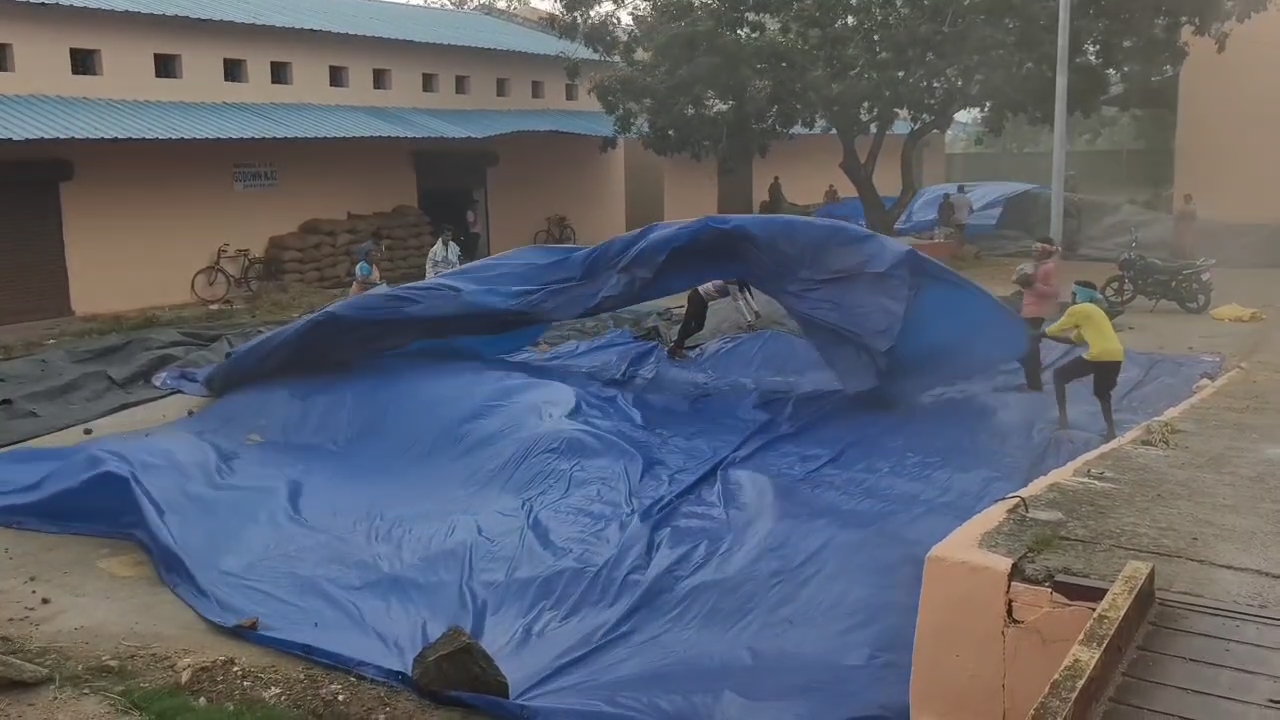 Mandi problem in Kalahandi district, paddy soaked in rain