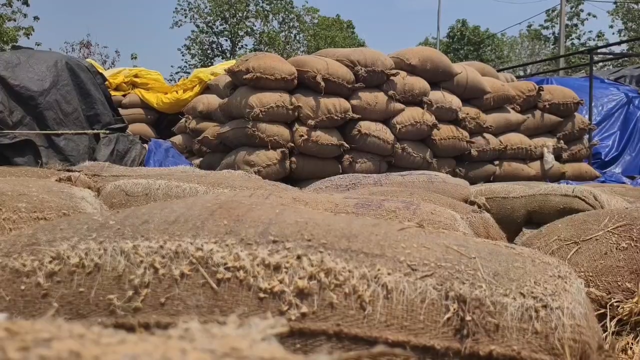 Mandi problem in Kalahandi district, paddy soaked in rain