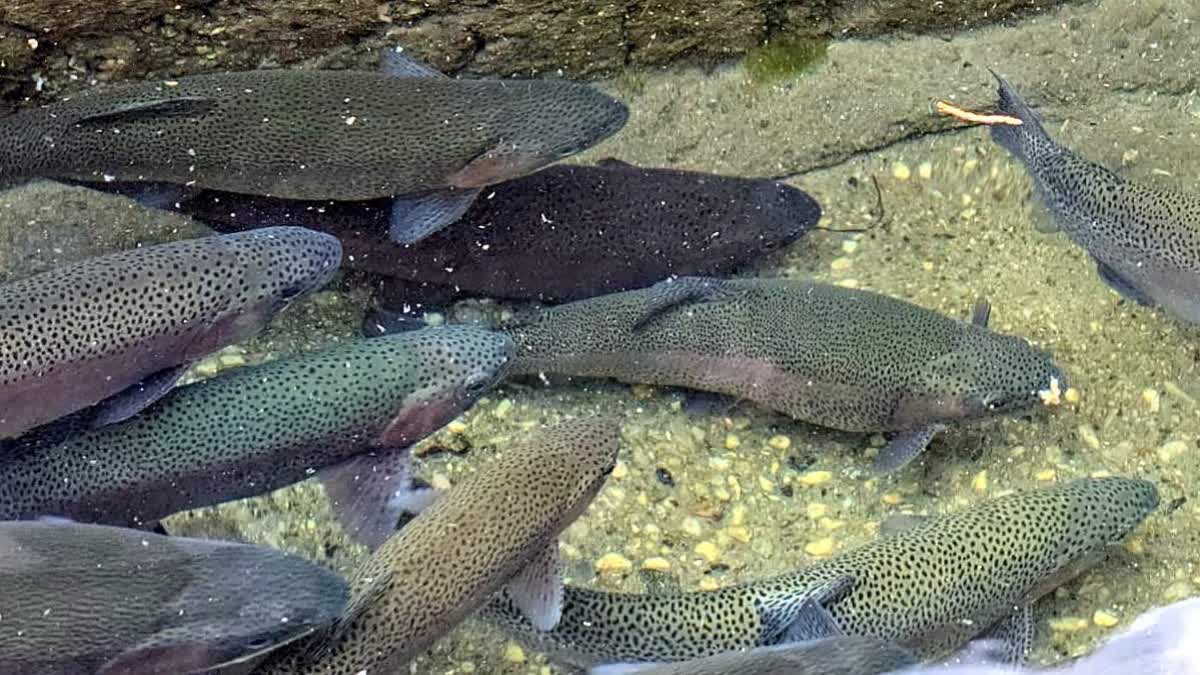 Trout Fish Farming in Uttarakhand