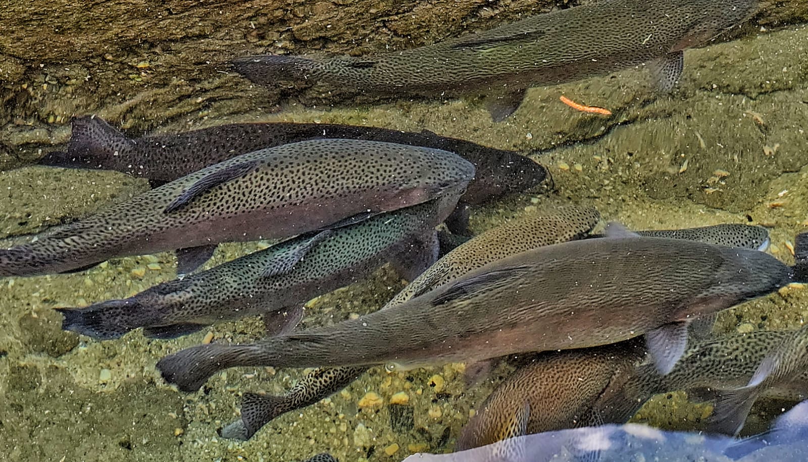 Trout Fish Farming in Uttarakhand