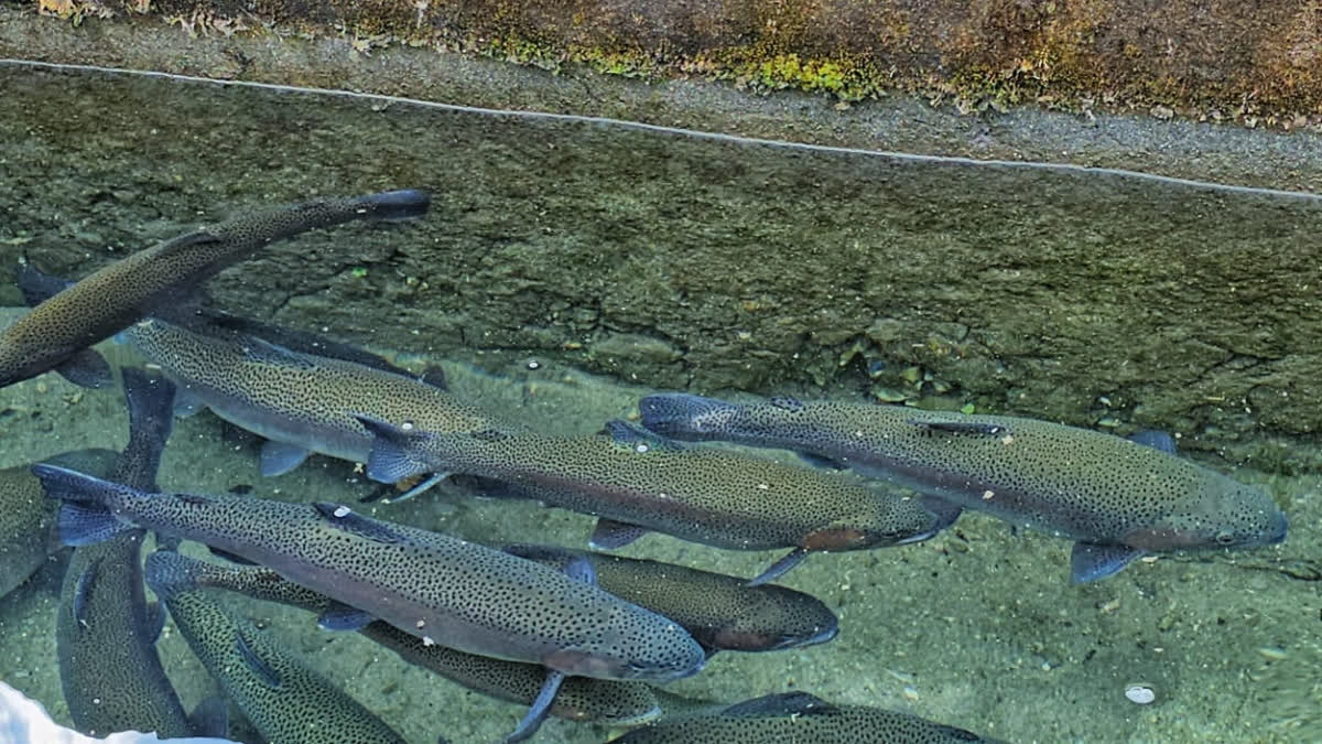 Trout Fish Farming in Uttarakhand