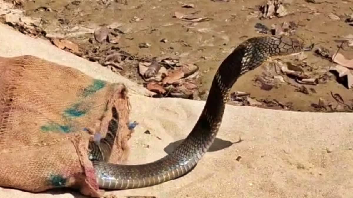 60 COBRA SNAKES FOUND IN HOUSE