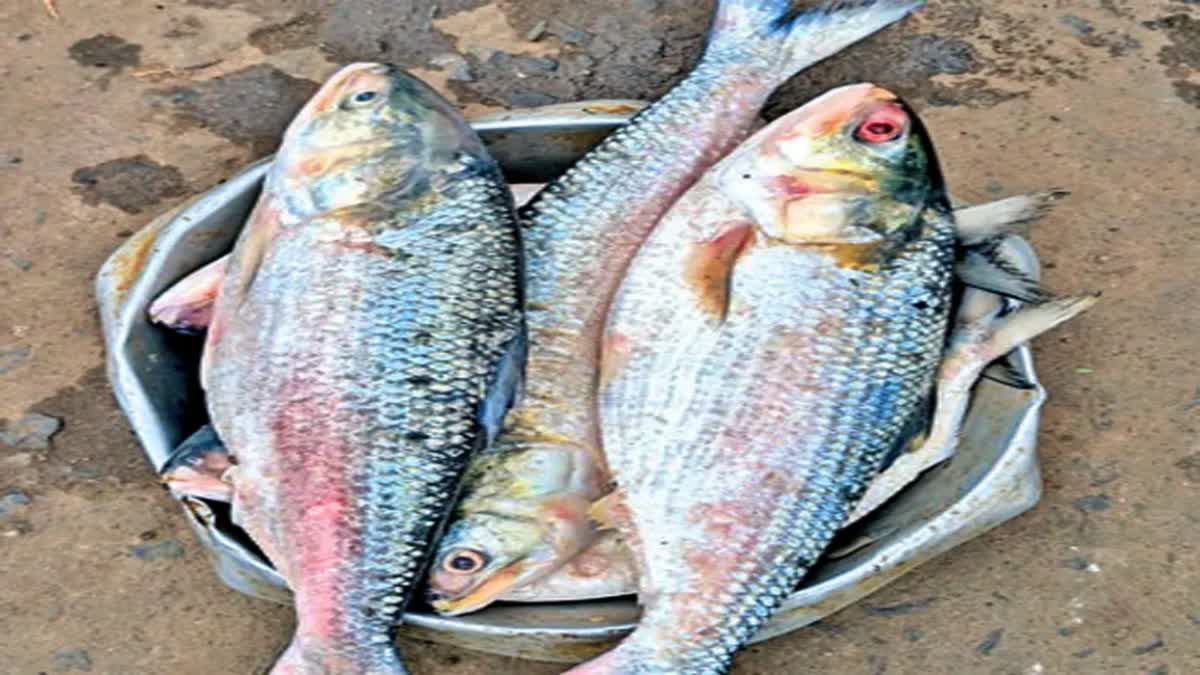 East Godavari Beware Of Fake Pulasa