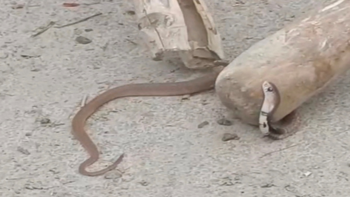 60 COBRA SNAKES FOUND IN HOUSE