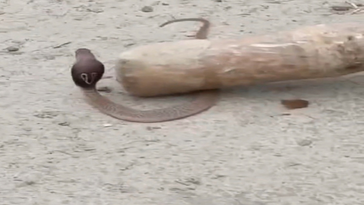 60 COBRA SNAKES FOUND IN HOUSE