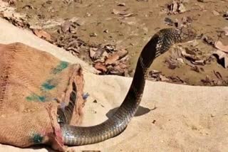60 COBRA SNAKES FOUND IN HOUSE