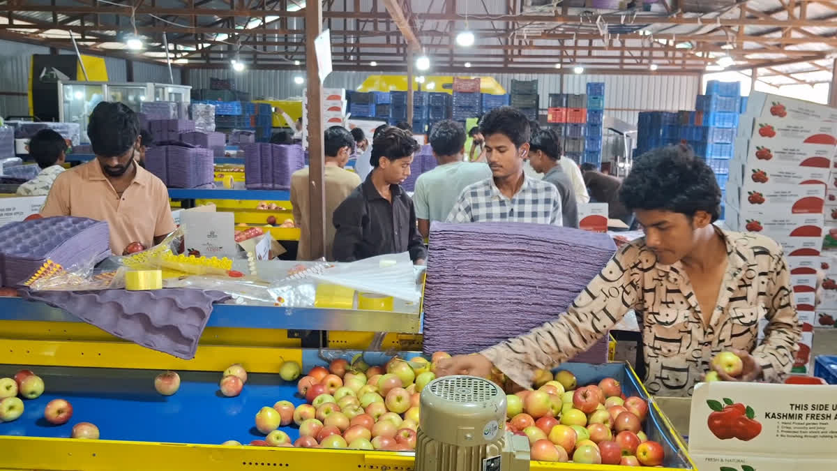 جدید گریڈنگ اور پیکنگ ٹیکنالوجی سے سیب صنعت میں نئی تبدیلی، معیار، قیمت، روزگار اور تجارت کے نئے امکانات روشن جدید گریڈنگ اور پیکنگ ٹیکنالوجی سے سیب صنعت میں نئی تبدیلی، معیار، قیمت، روزگار اور تجارت کے نئے امکانات پیدا