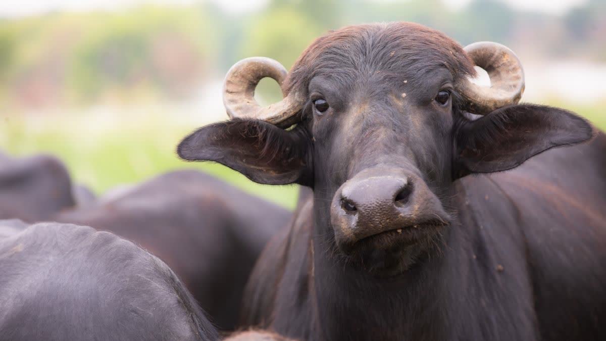 Gaya buffalo theft case DNA test