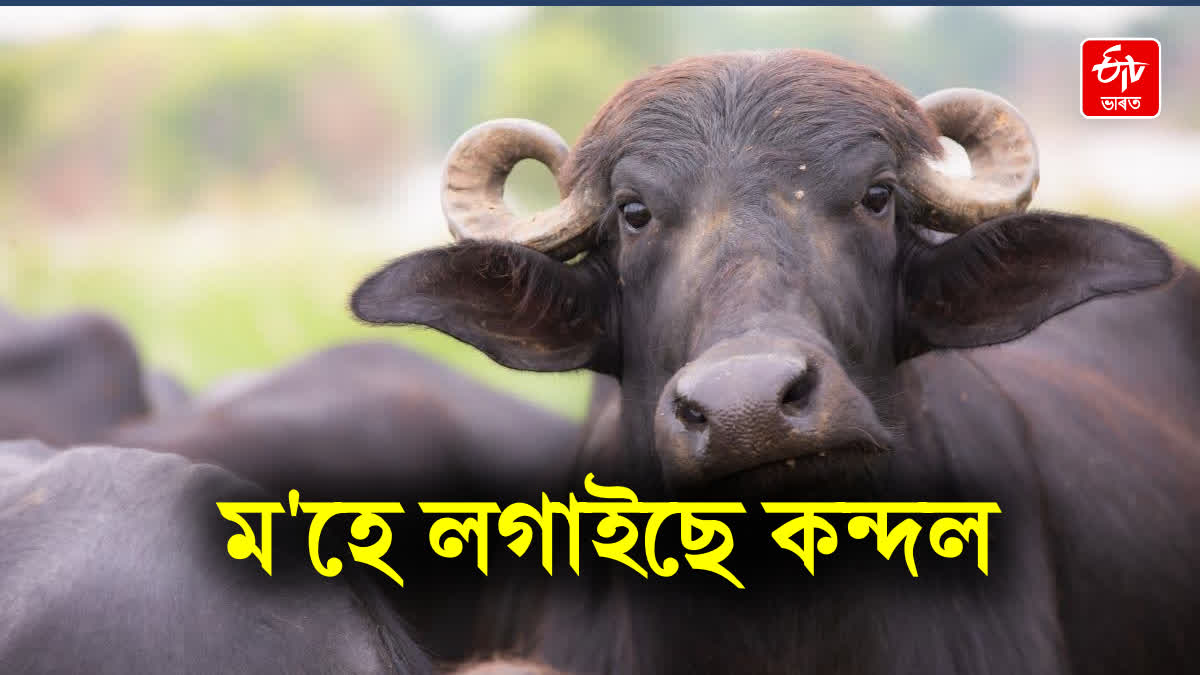 Gaya buffalo theft case Magadh IG Vikas Vaibhav ordered DNA test of the buffalo