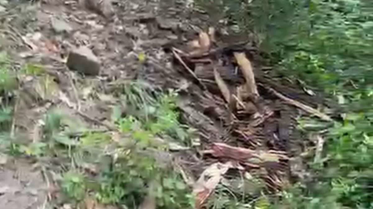 Darpur Forest Yamunanagar