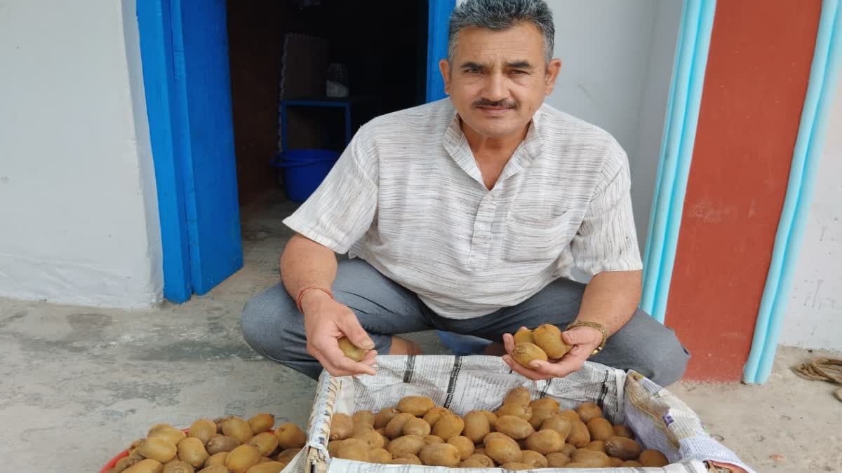 Kiwi Farming MAN SINGH CHAUHAN