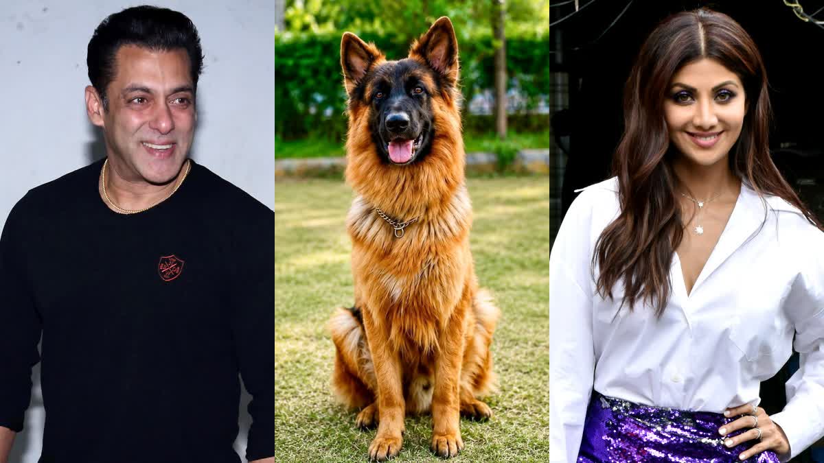 International Dog Day: From Shilpa Shetty to Salman Khan, These stars love their pet dogs very much