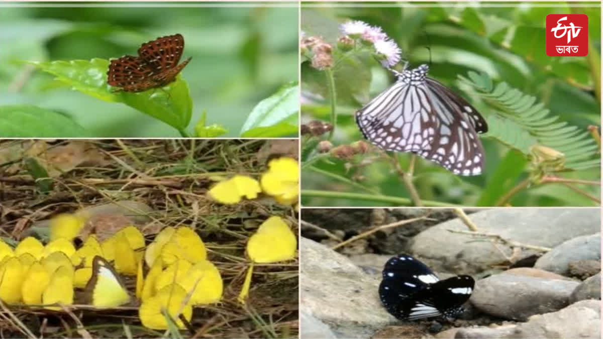 dihing patkai national park