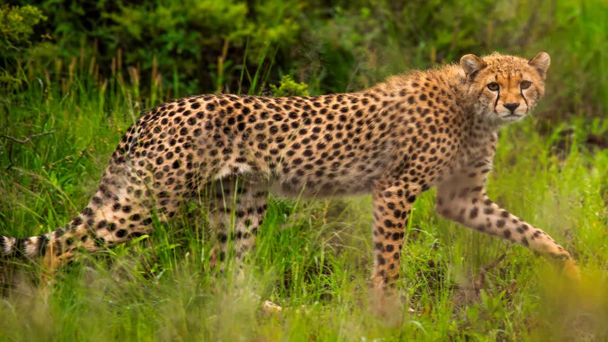 SHEOPUR KUNO NATIONAL PARK