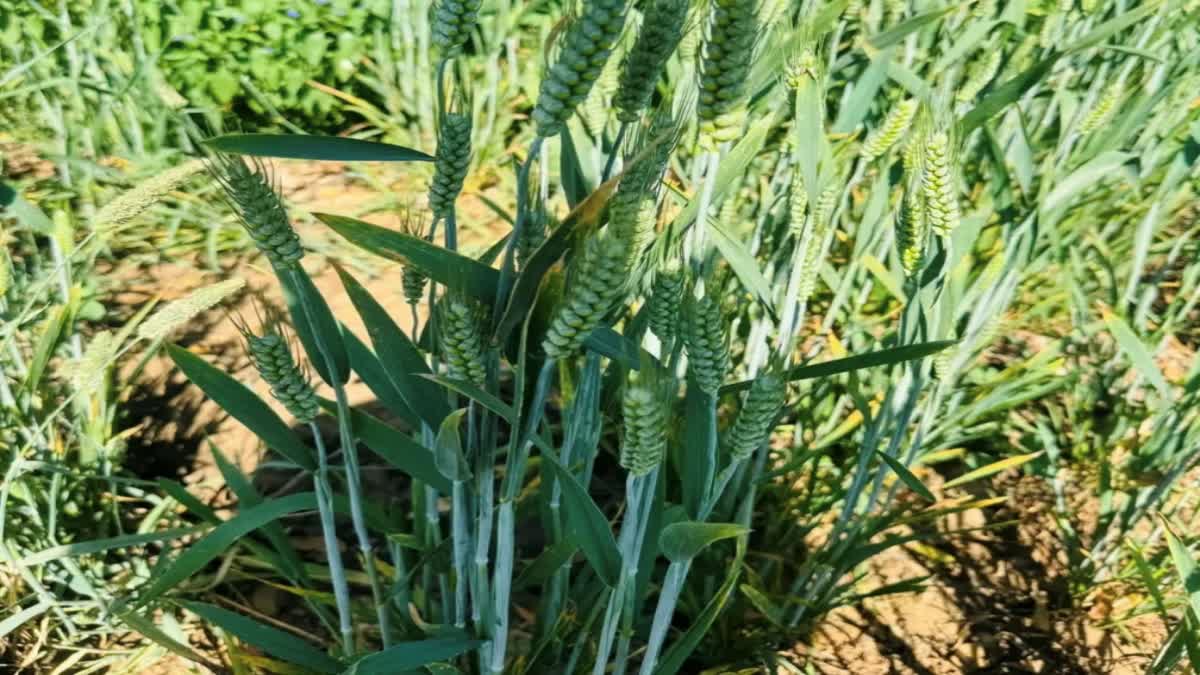 Sona Moti Wheat Farming In MP