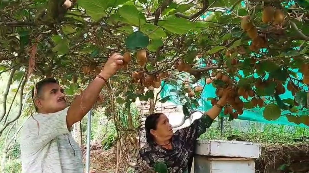 Kiwi Farming MAN SINGH CHAUHAN