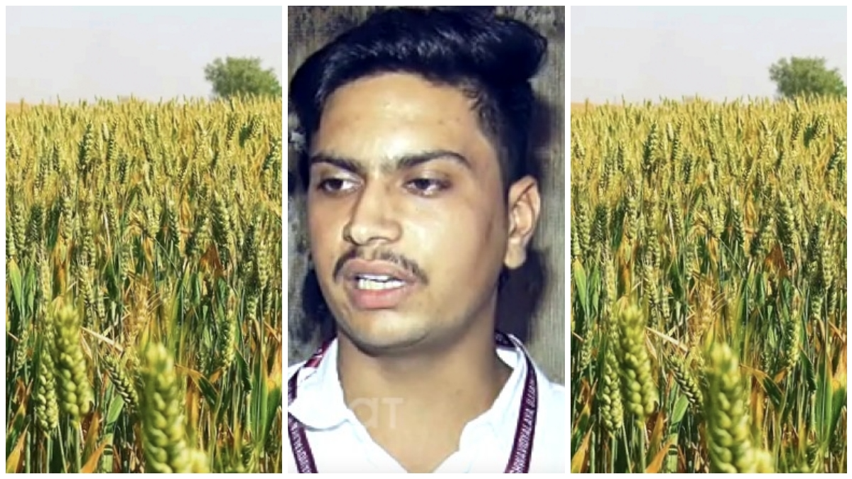Sona Moti Wheat Farming In MP