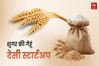 SONA MOTI WHEAT PRICE MADHYA PRADESH