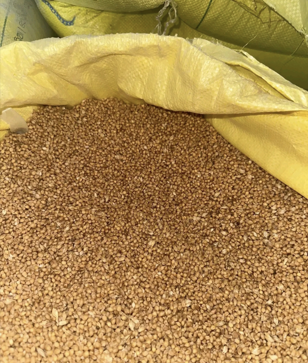 Sona Moti Wheat Farming In MP