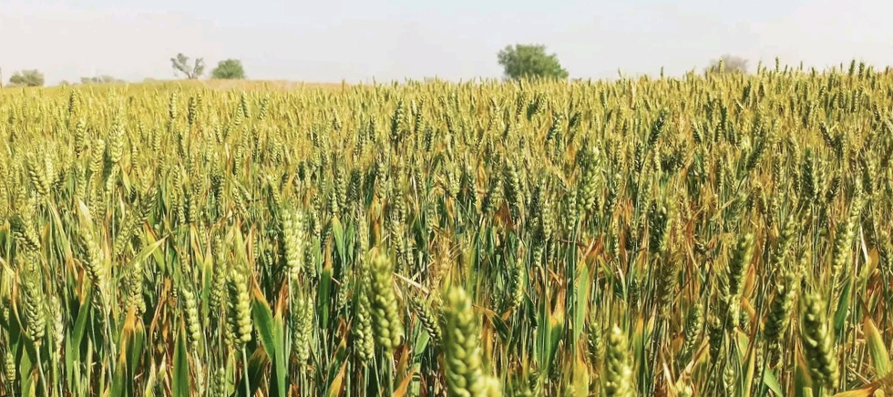 Sona Moti Wheat Farming In MP