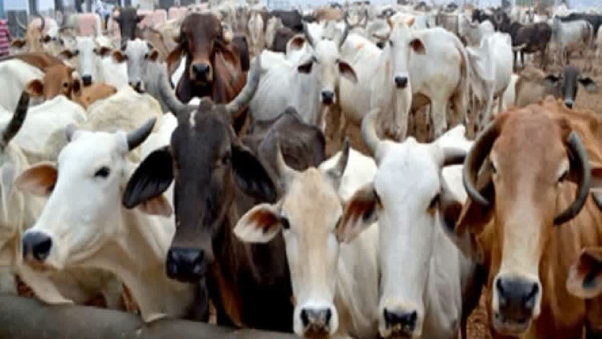 Arunachal Pradesh Students' Union Opposes Cow Protection Rally, Sends ...