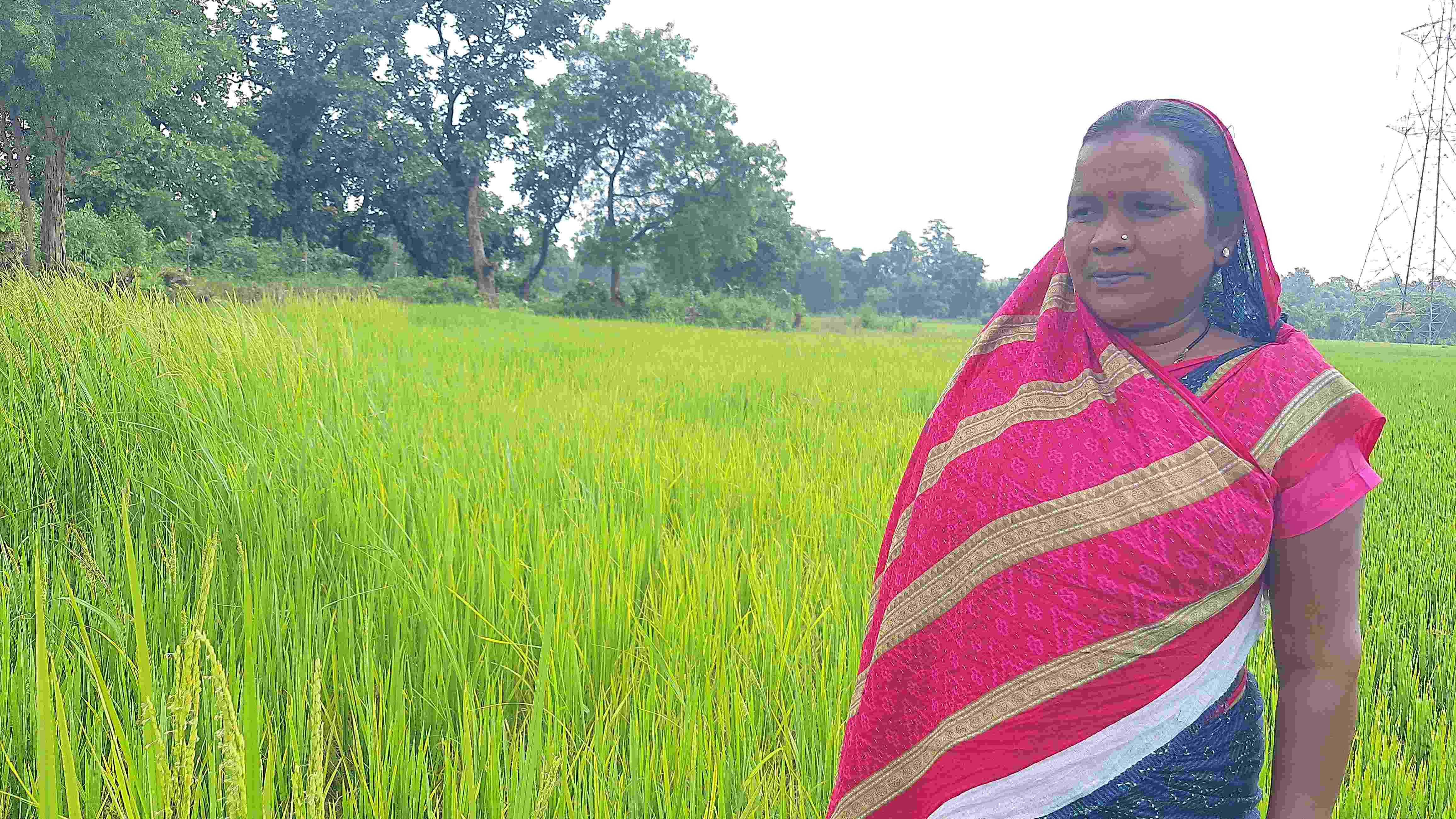 Seed Saver of Sambalpur