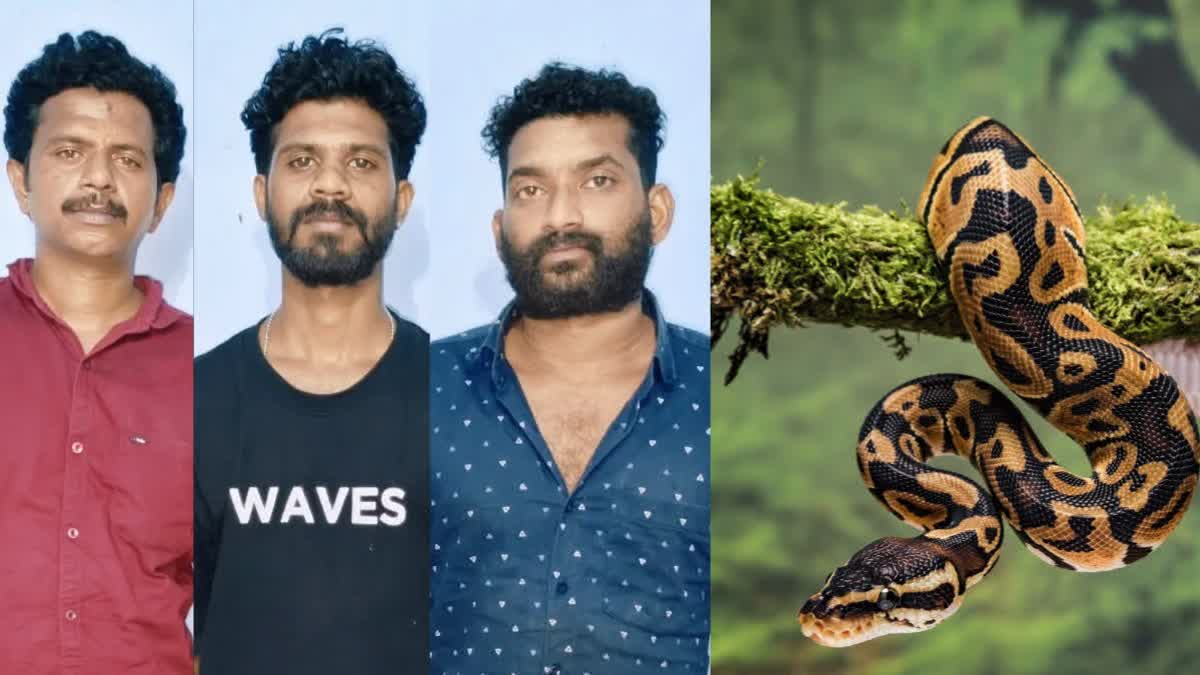 ಕೇರಳ :ಮನೆ ಬಳಿ ಬಂದ ಬೃಹತ್ ಗಾತ್ರದ ಹೆಬ್ಬಾವನ್ನು ಹಿಡಿದು ಪದಾರ್ಥ ಮಾಡಿ ತಿಂದ ಮೂವರು ಯುವಕರು ಅರೆಸ್ಟ್​!