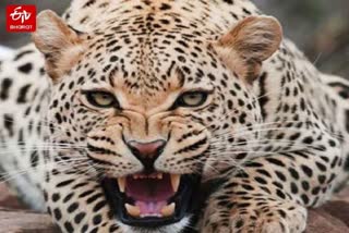 लखीमपुर खीरी में पिंजरे में कैद हुआ तेंदुआ