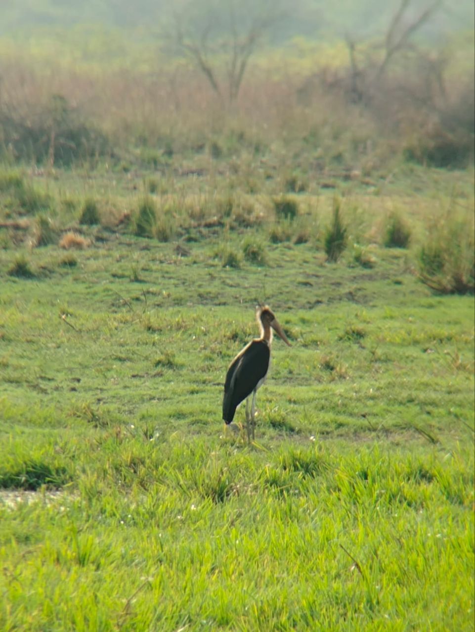 Keoladeo Ghana National Park Bursts With New Lives Marked By Nesting Of  Birds, image size:961x1280