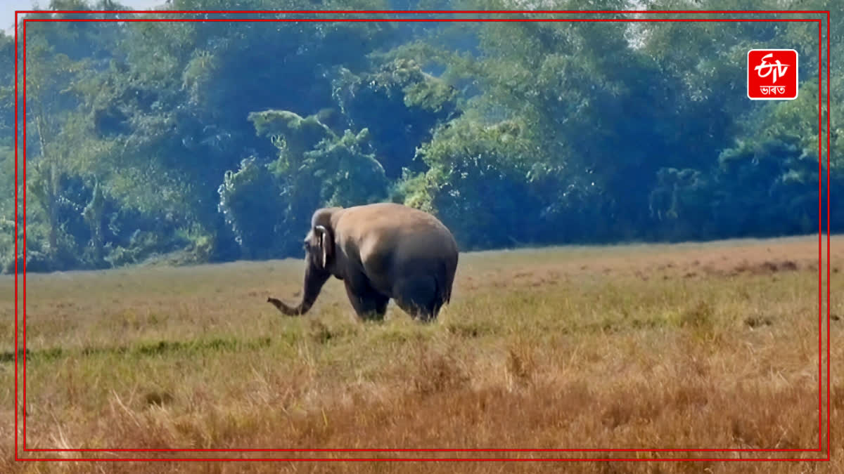 wild elephant is roaming in Nagaon after being injured