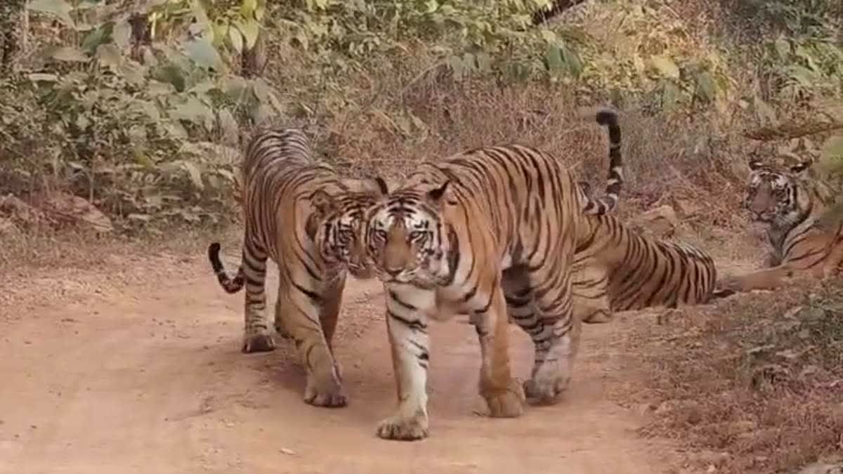 PANNA TIGER RESERVE