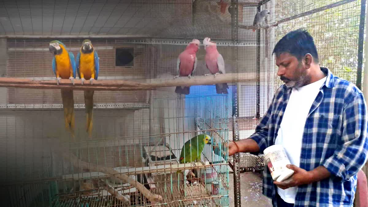 exotic parrots collection