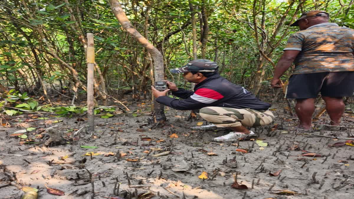 TIGER CENSUS IN SUNDARBANS