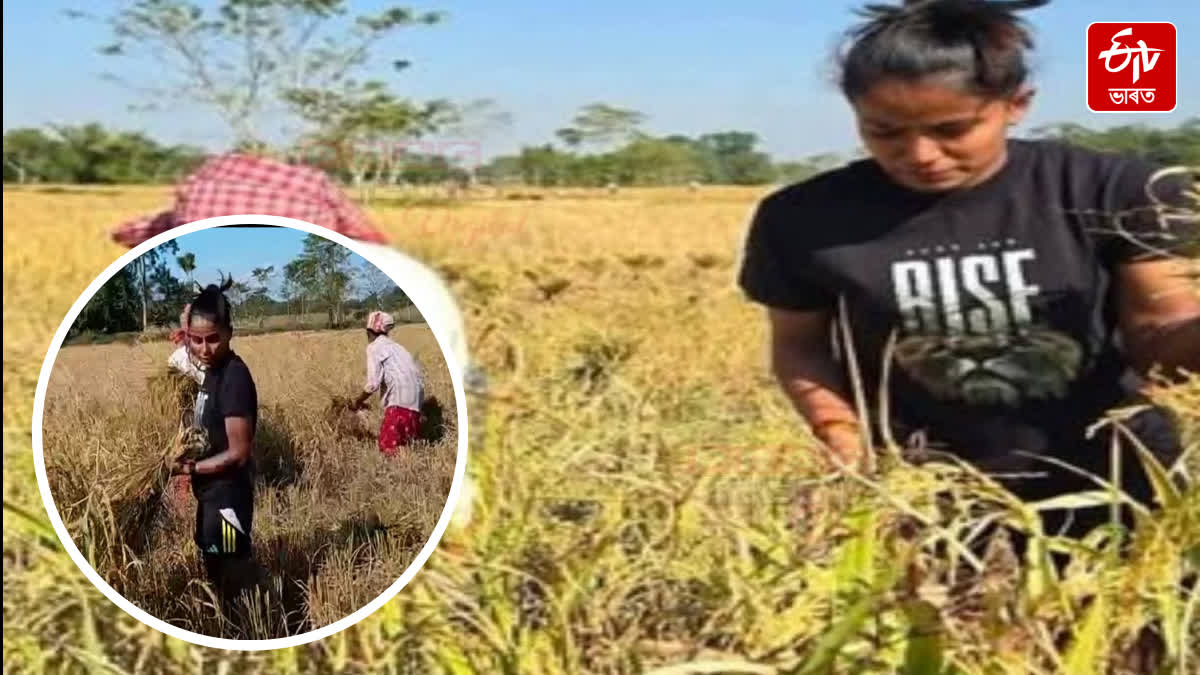 Uma Chetri, World Cup-playing cricketer, harvested paddy in Bokakhat