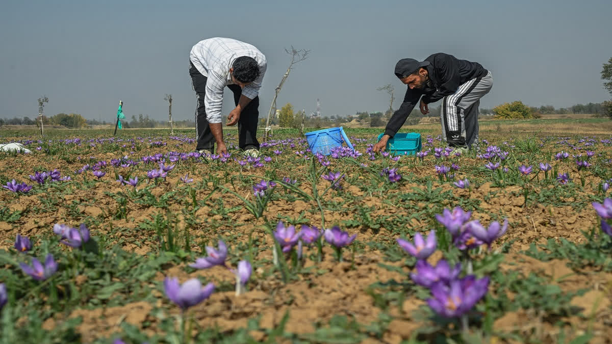 A paved road cuts through the middle of vast karewas that sustain Kashmir’s heritage saffron crop. On the edge lies sleepy Dussu village in Pampore known for cultivating the spice.