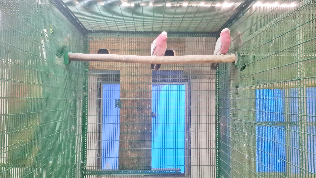 exotic parrots collection