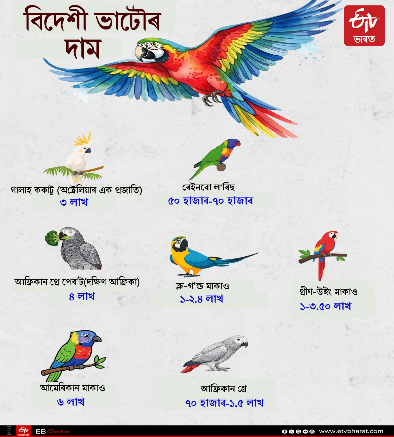 exotic parrots collection