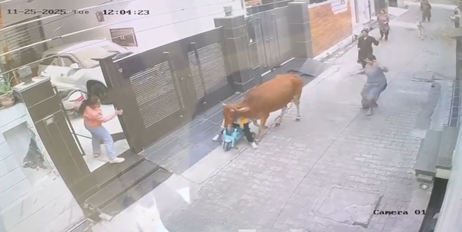 STRAY ANIMAL ATTACKS CHILD