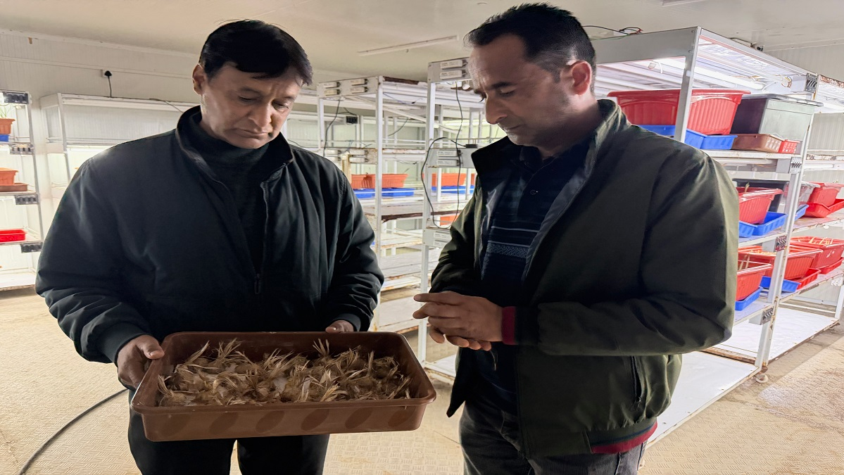 A paved road cuts through the middle of vast karewas that sustain Kashmir’s heritage saffron crop. On the edge lies sleepy Dussu village in Pampore known for cultivating the spice.