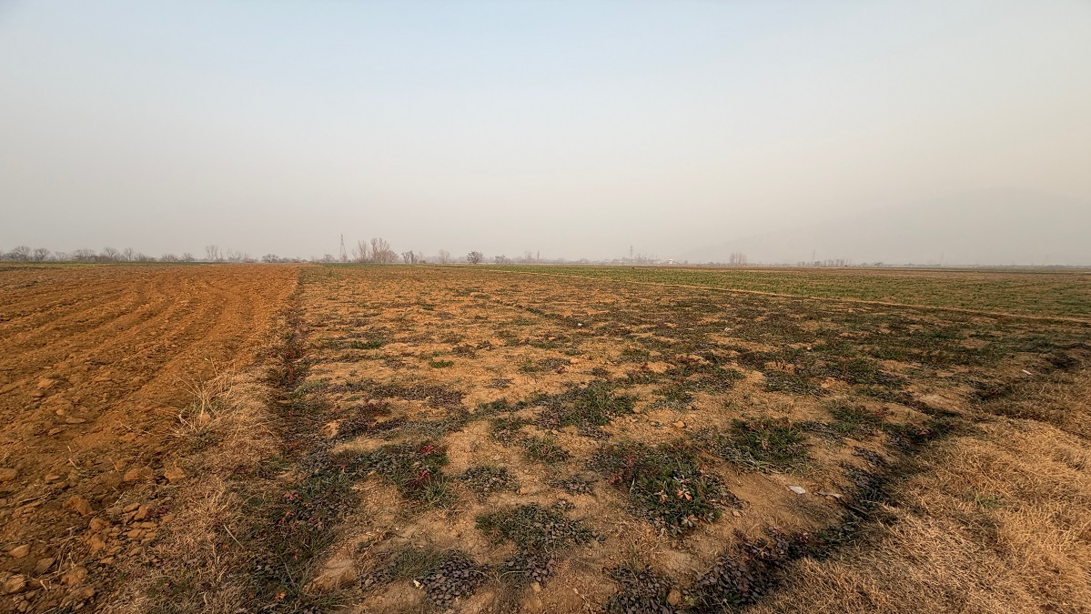 A paved road cuts through the middle of vast karewas that sustain Kashmir’s heritage saffron crop. On the edge lies sleepy Dussu village in Pampore known for cultivating the spice